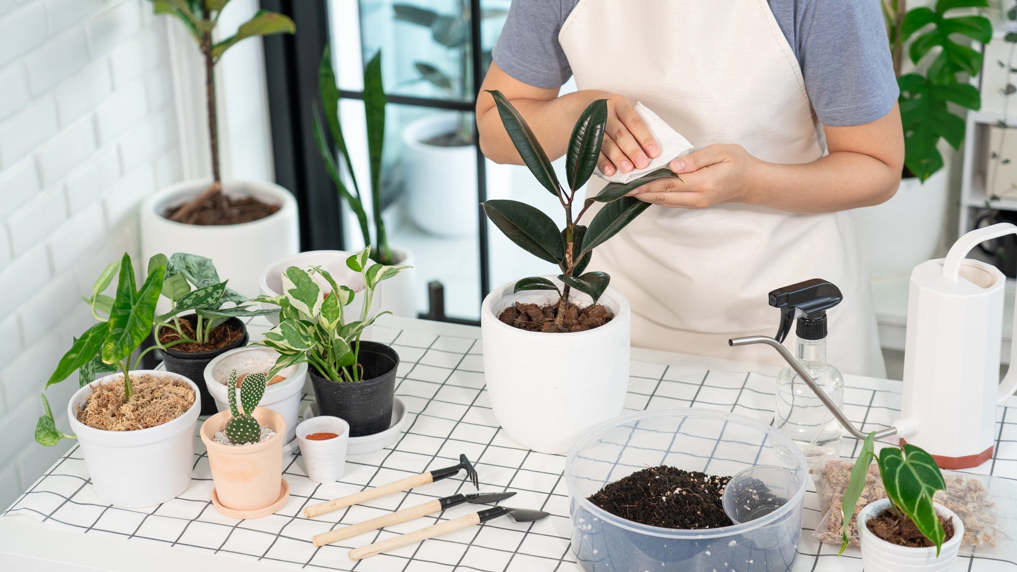 3 Simple Tips for Maintaining Healthy Houseplants: Water, Sunlight, and Fertilizer - Planty Love Co