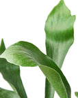 Staghorn Fern Live Indoor Plant (Platycerium), Easy Care Mountable Fern Houseplant for Home and Office Decor