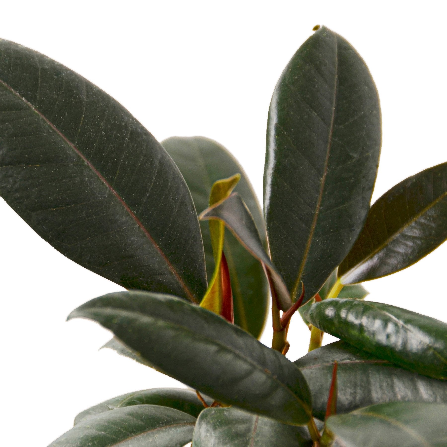 Burgundy Rubber Plant Live Indoor Plant (Ficus elastica), Easy Care Statement Foliage Houseplant for Home and Office Decor