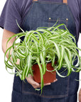 Spider Plant 'Bonnie' Live Indoor Plant (Chlorophytum comosum), Easy Care Curly Houseplant for Home and Office Decor