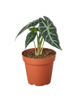 Alocasia Amazonica 'Bambino'