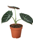 Alocasia Reginula 'Black Velvet'