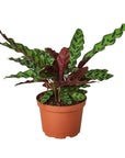 Calathea 'Rattlesnake' Live Indoor Plant (Goeppertia insignis), Easy Care Tropical Foliage Houseplant for Home and Office Decor