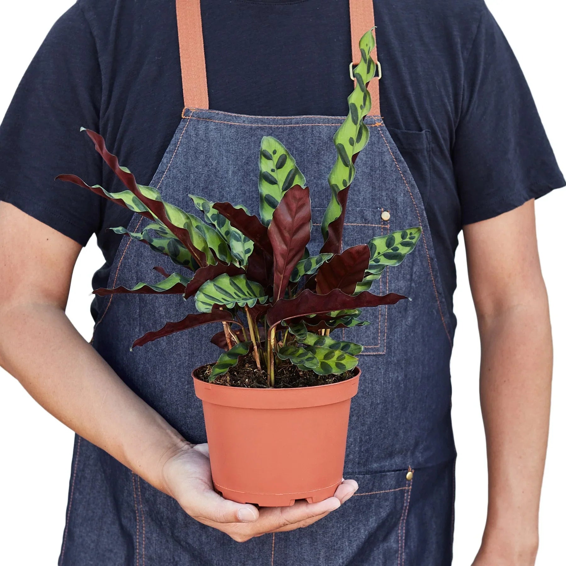 Calathea 'Rattlesnake' Live Indoor Plant (Goeppertia insignis), Easy Care Tropical Foliage Houseplant for Home and Office Decor