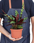 Calathea 'Rattlesnake' Live Indoor Plant (Goeppertia insignis), Easy Care Tropical Foliage Houseplant for Home and Office Decor