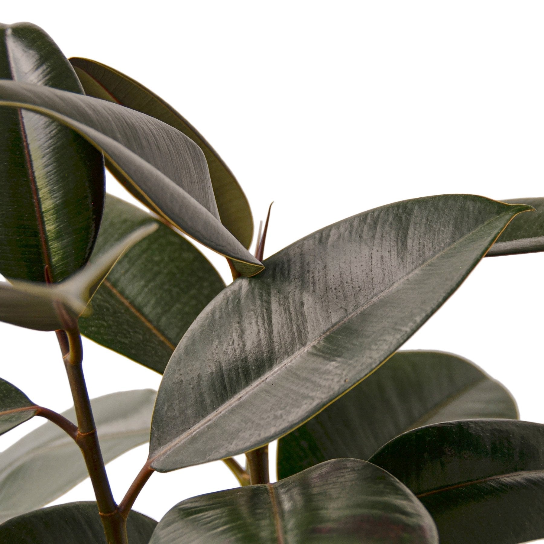 Burgundy Rubber Plant Live Indoor Plant (Ficus elastica), Easy Care Statement Foliage Houseplant for Home and Office Decor