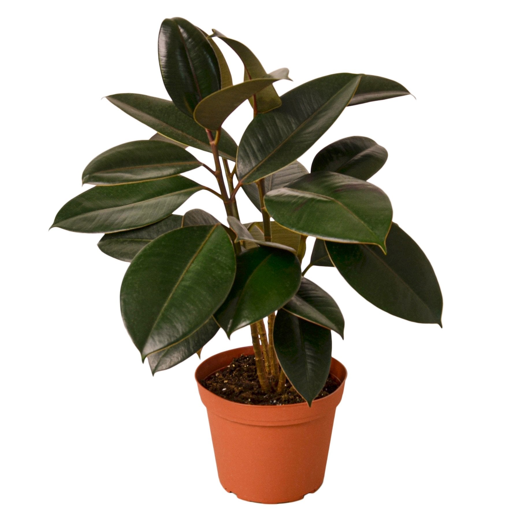 Burgundy Rubber Plant Live Indoor Plant (Ficus elastica), Easy Care Statement Foliage Houseplant for Home and Office Decor