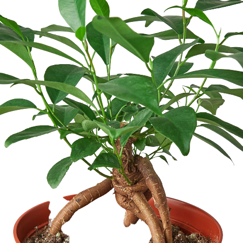 Ginseng Ficus Bonsai Live Indoor Plant (Ficus microcarpa), Easy Care Bonsai Houseplant for Home and Office Decor
