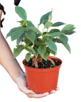 Ginseng Ficus Bonsai Live Indoor Plant (Ficus microcarpa), Easy Care Bonsai Houseplant for Home and Office Decor
