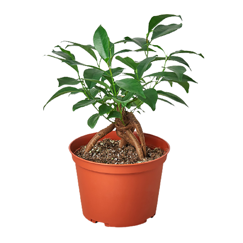 Ginseng Ficus Bonsai Live Indoor Plant (Ficus microcarpa), Easy Care Bonsai Houseplant for Home and Office Decor
