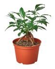 Ginseng Ficus Bonsai Live Indoor Plant (Ficus microcarpa), Easy Care Bonsai Houseplant for Home and Office Decor