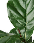 Fiddle Leaf Fig Live Indoor Plant (Ficus lyrata), Easy Care Statement Tree Houseplant for Home and Office Decor
