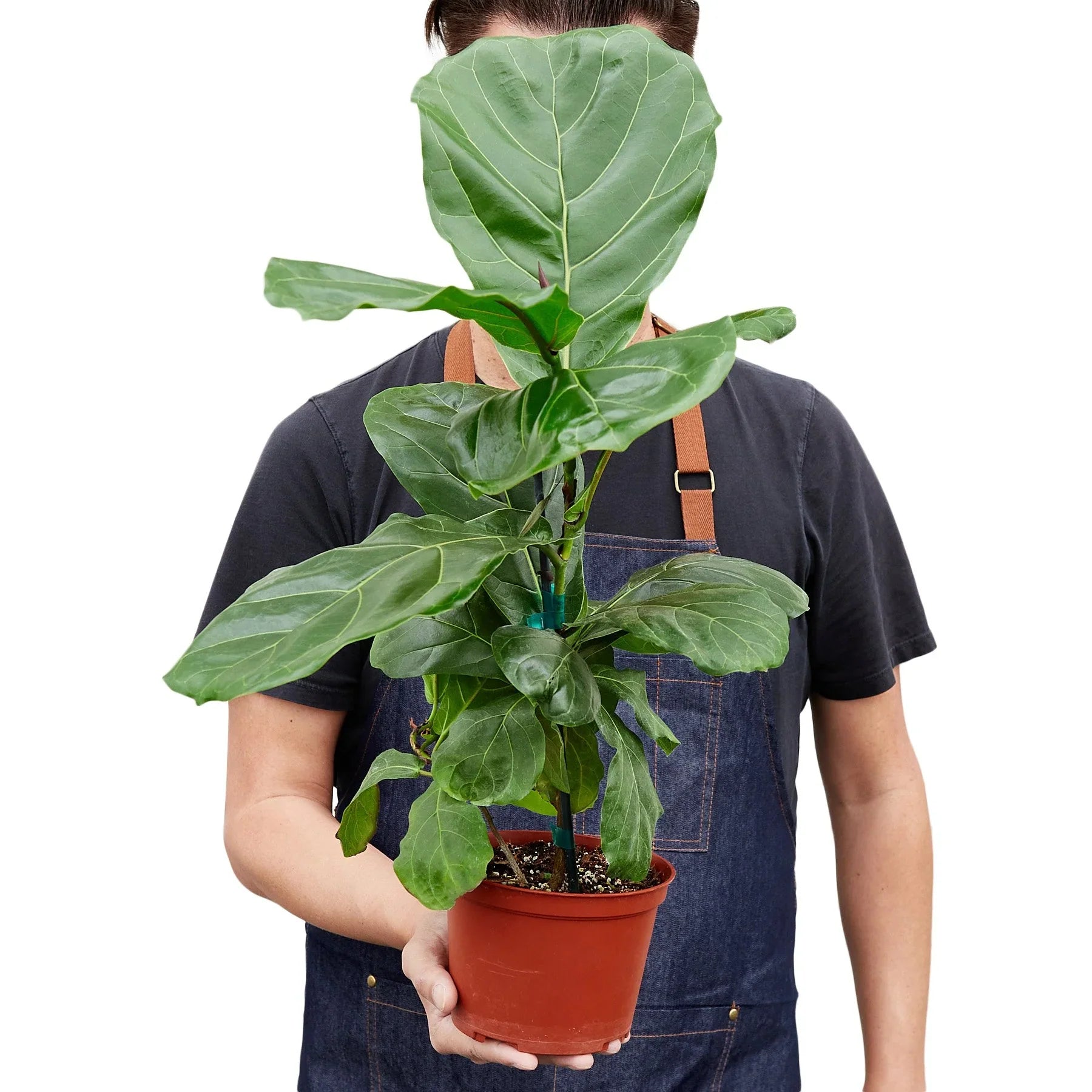 Fiddle Leaf Fig Live Indoor Plant (Ficus lyrata), Easy Care Statement Tree Houseplant for Home and Office Decor