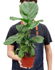 Fiddle Leaf Fig Live Indoor Plant (Ficus lyrata), Easy Care Statement Tree Houseplant for Home and Office Decor