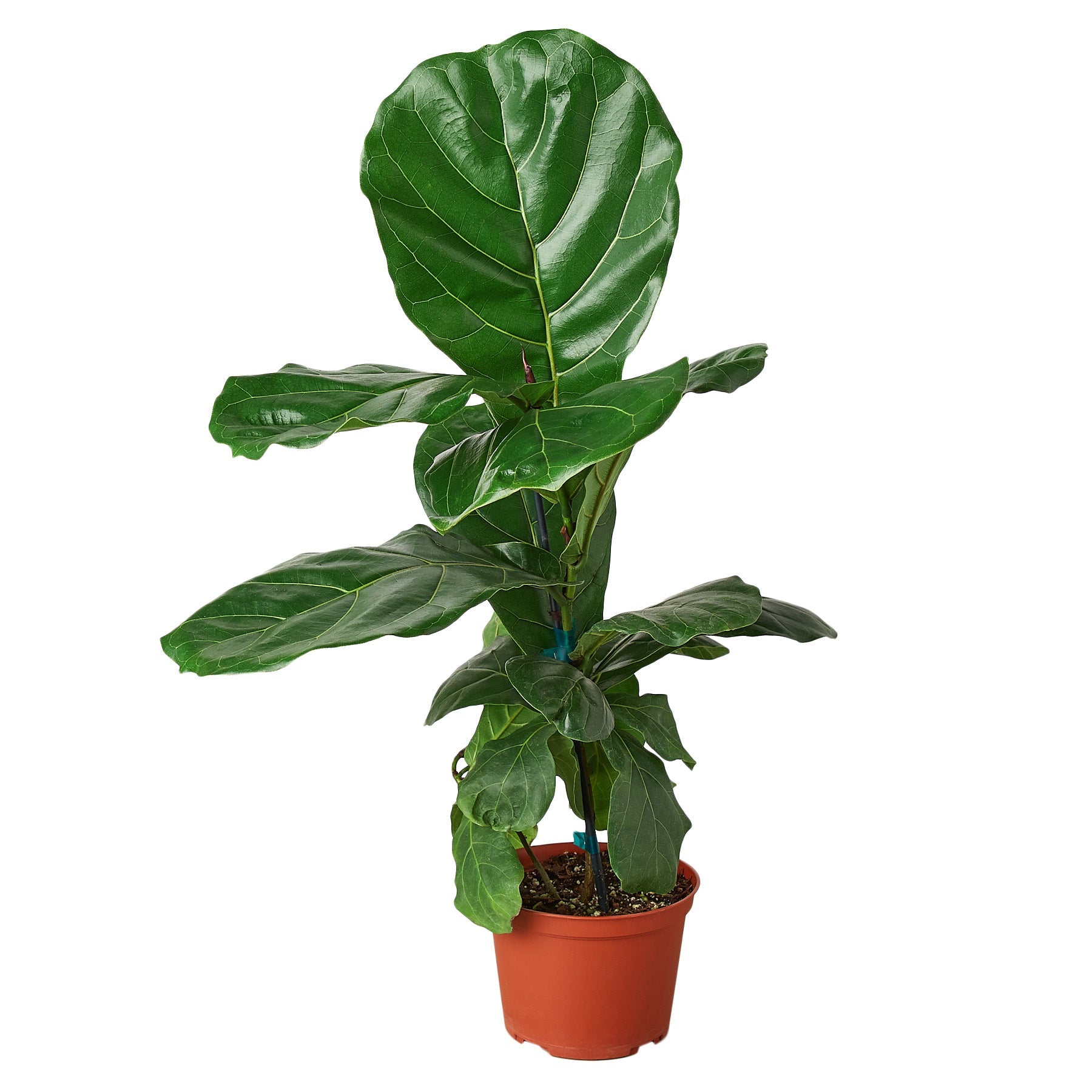 Fiddle Leaf Fig Live Indoor Plant (Ficus lyrata), Easy Care Statement Tree Houseplant for Home and Office Decor