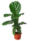 Fiddle Leaf Fig Live Indoor Plant (Ficus lyrata), Easy Care Statement Tree Houseplant for Home and Office Decor