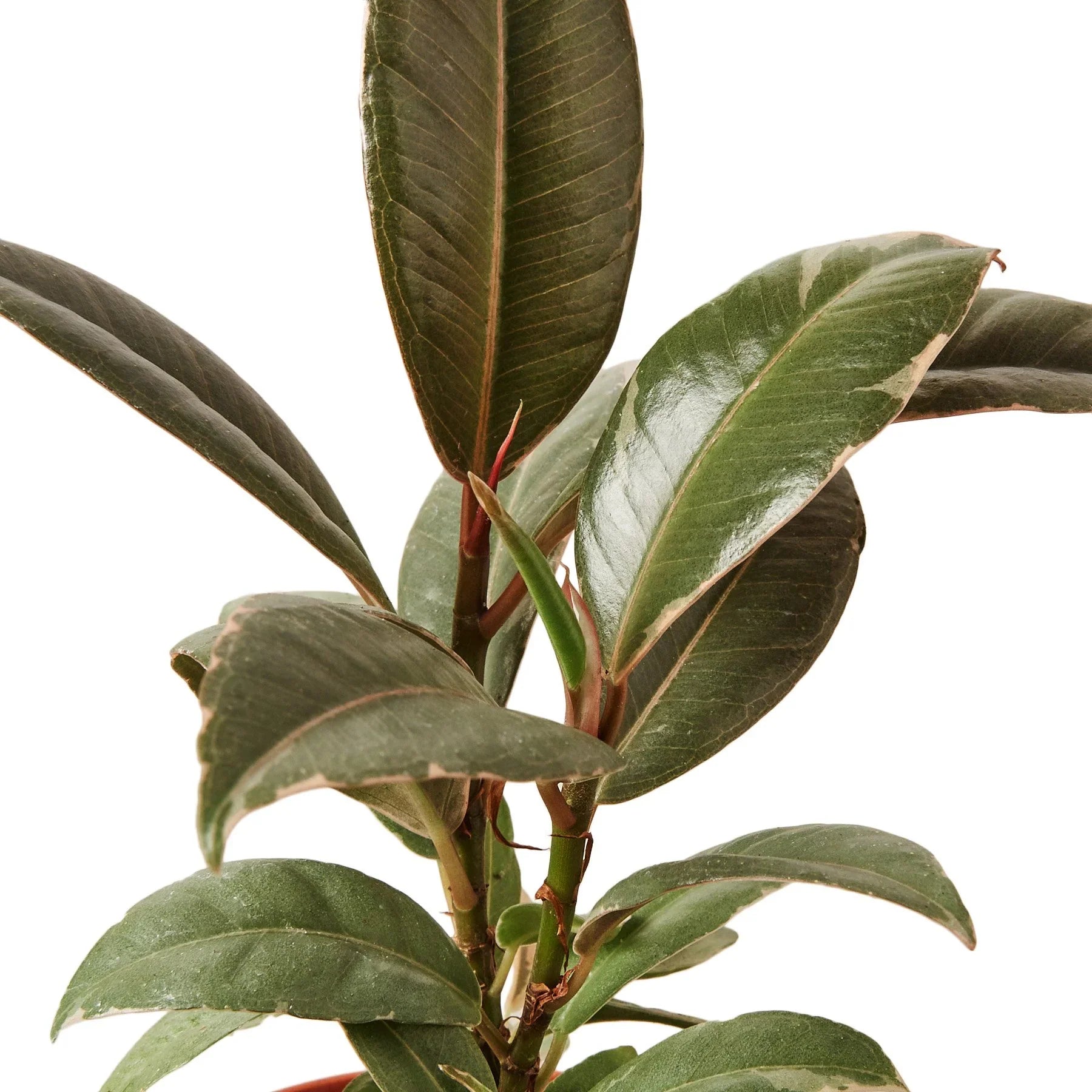 Tineke Rubber Plant Live Indoor Plant (Ficus elastica), Easy Care Variegated Foliage Houseplant for Home and Office Decor