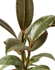 Tineke Rubber Plant Live Indoor Plant (Ficus elastica), Easy Care Variegated Foliage Houseplant for Home and Office Decor