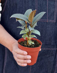 Tineke Rubber Plant Live Indoor Plant (Ficus elastica), Easy Care Variegated Foliage Houseplant for Home and Office Decor