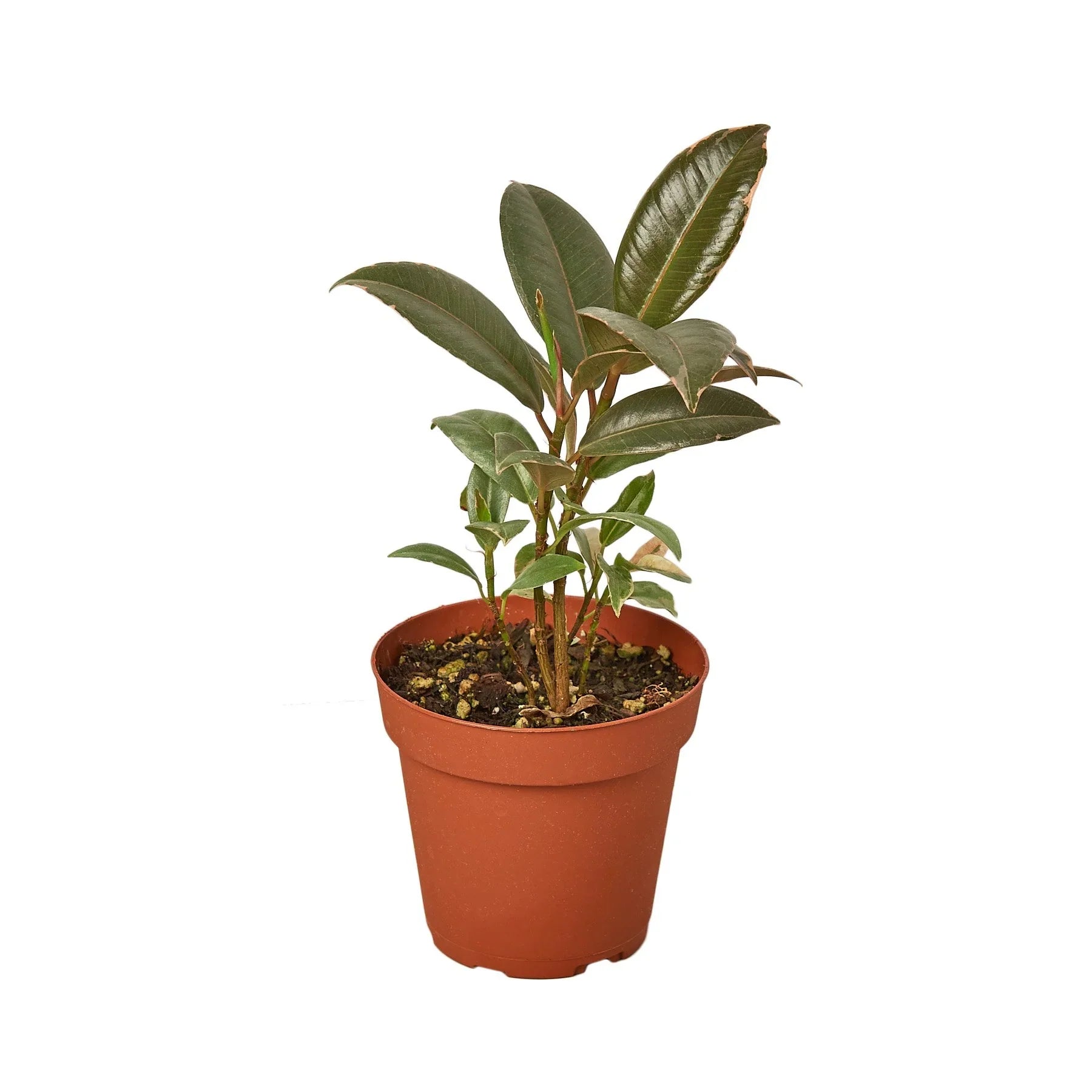 Tineke Rubber Plant Live Indoor Plant (Ficus elastica), Easy Care Variegated Foliage Houseplant for Home and Office Decor
