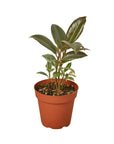 Tineke Rubber Plant Live Indoor Plant (Ficus elastica), Easy Care Variegated Foliage Houseplant for Home and Office Decor