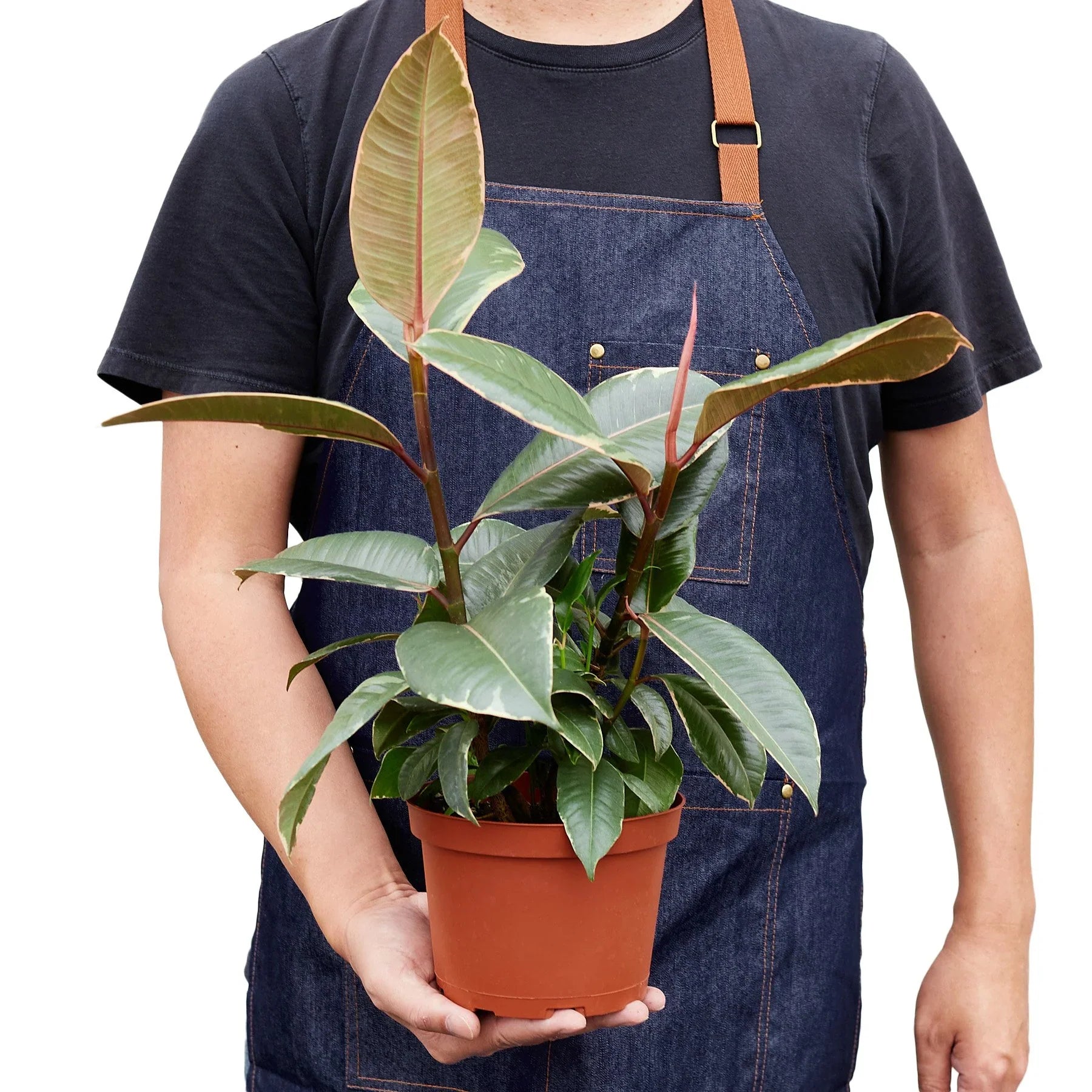 Tineke Rubber Plant Live Indoor Plant (Ficus elastica), Easy Care Variegated Foliage Houseplant for Home and Office Decor