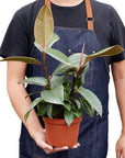 Tineke Rubber Plant Live Indoor Plant (Ficus elastica), Easy Care Variegated Foliage Houseplant for Home and Office Decor