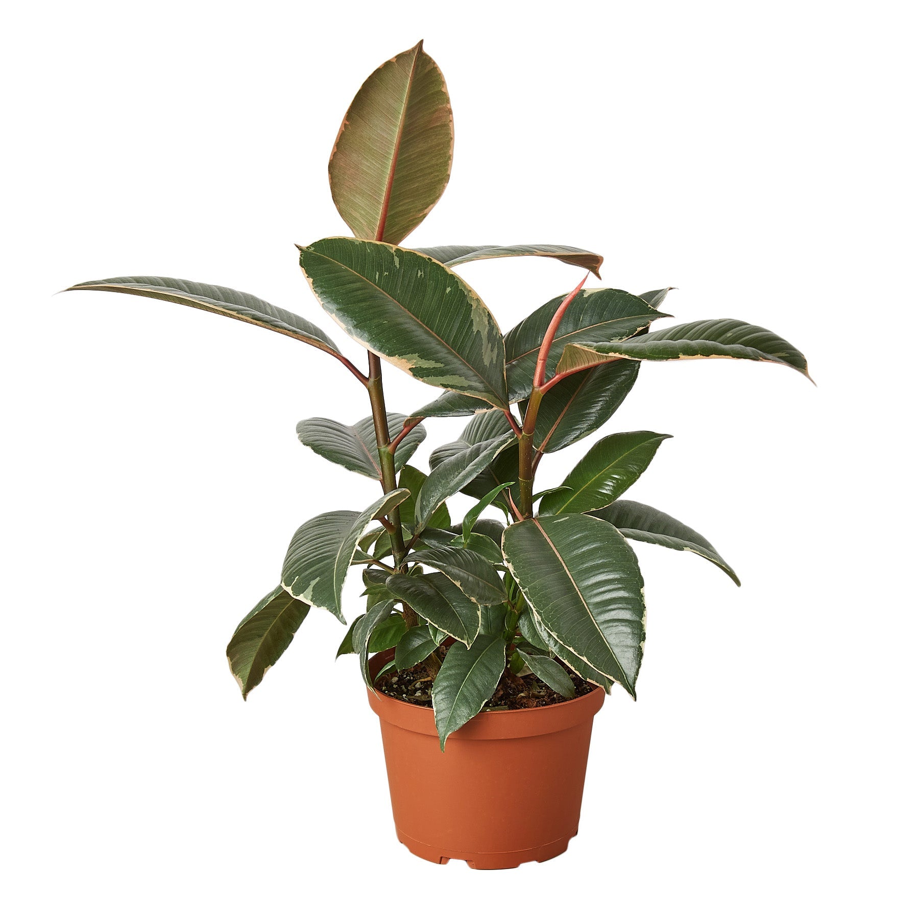 Tineke Rubber Plant Live Indoor Plant (Ficus elastica), Easy Care Variegated Foliage Houseplant for Home and Office Decor