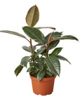 Tineke Rubber Plant Live Indoor Plant (Ficus elastica), Easy Care Variegated Foliage Houseplant for Home and Office Decor