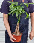 Money Tree 'Guiana Chestnut' Pachira Braid - House Plant Shop