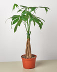 Money Tree 'Guiana Chestnut' Pachira Braid - House Plant Shop