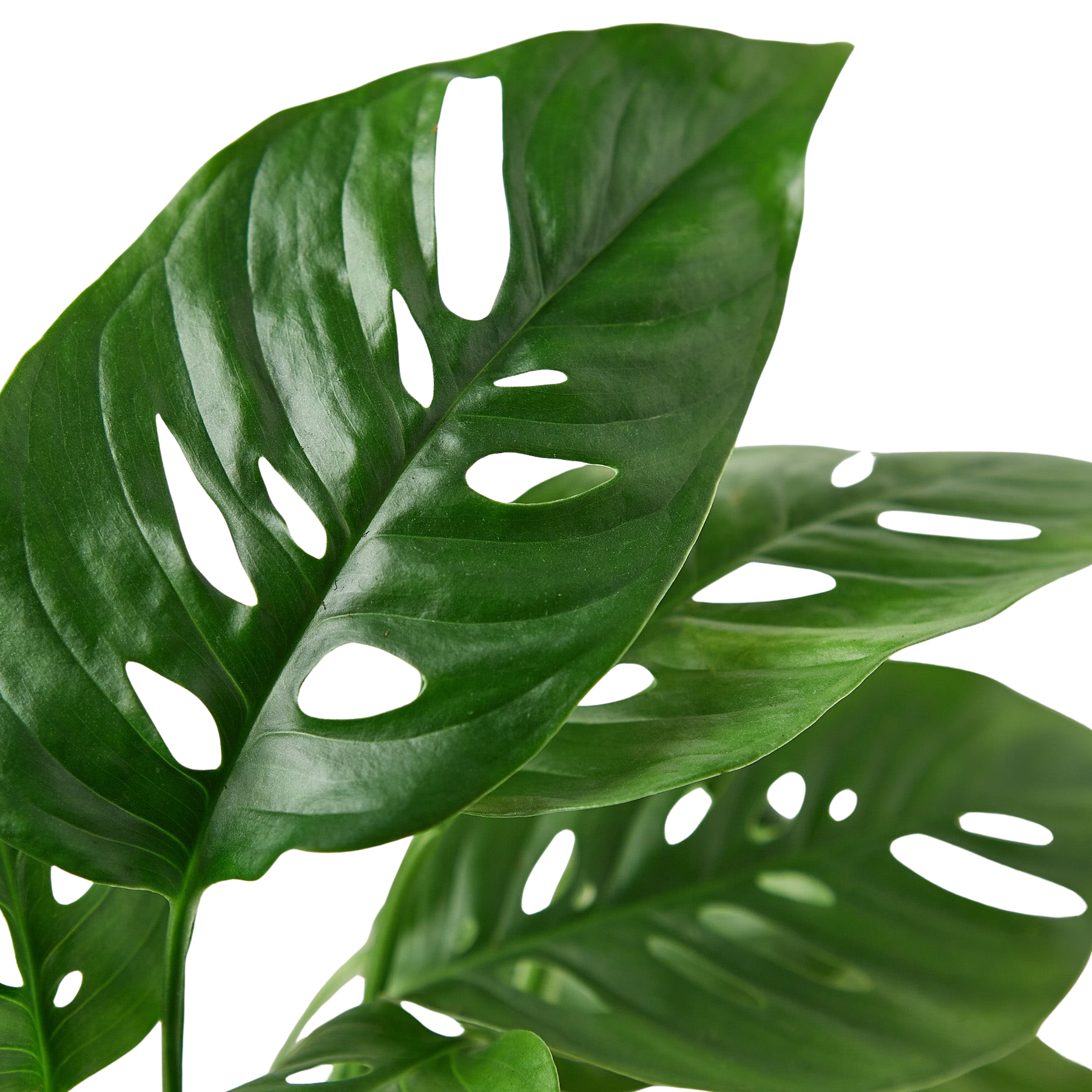 Swiss Cheese Plant Monstera Adansonii Live Indoor Plant (Monstera adansonii), Easy Care Climbing Trailing Houseplant for Home and Office Decor