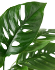 Swiss Cheese Plant Monstera Adansonii Live Indoor Plant (Monstera adansonii), Easy Care Climbing Trailing Houseplant for Home and Office Decor