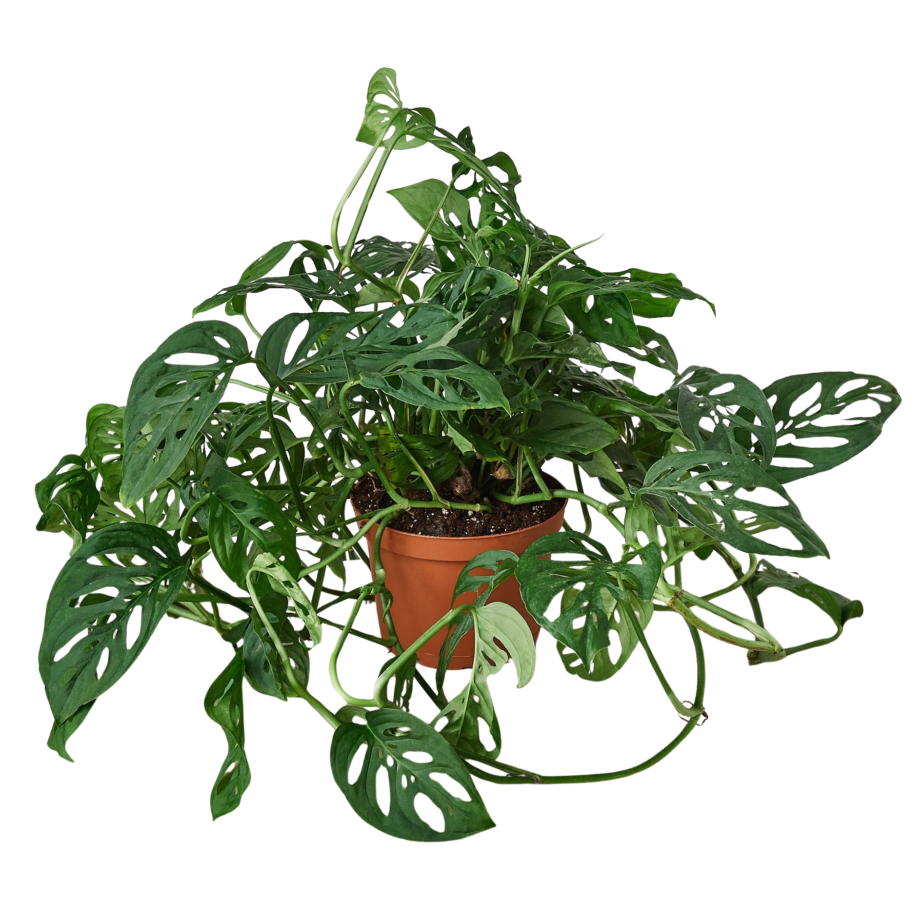 Swiss Cheese Plant Monstera Adansonii Live Indoor Plant (Monstera adansonii), Easy Care Climbing Trailing Houseplant for Home and Office Decor