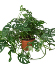 Swiss Cheese Plant Monstera Adansonii Live Indoor Plant (Monstera adansonii), Easy Care Climbing Trailing Houseplant for Home and Office Decor
