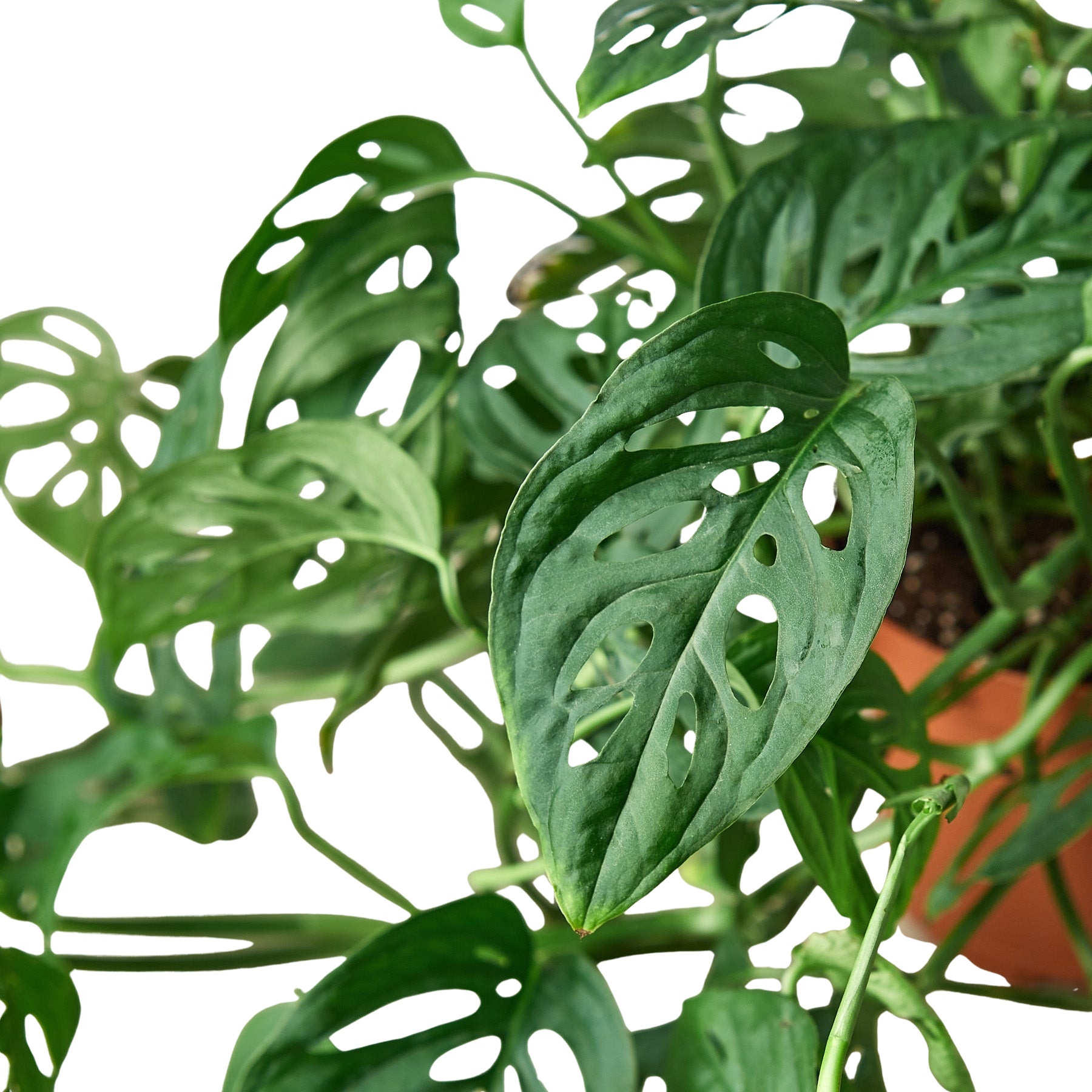 Swiss Cheese Plant Monstera Adansonii Live Indoor Plant (Monstera adansonii), Easy Care Climbing Trailing Houseplant for Home and Office Decor