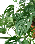 Swiss Cheese Plant Monstera Adansonii Live Indoor Plant (Monstera adansonii), Easy Care Climbing Trailing Houseplant for Home and Office Decor