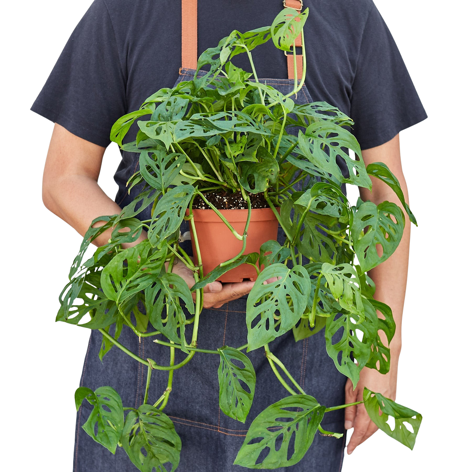 Swiss Cheese Plant Monstera Adansonii Live Indoor Plant (Monstera adansonii), Easy Care Climbing Trailing Houseplant for Home and Office Decor