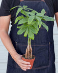 Money Tree 'Guiana Chestnut' Pachira Braid - House Plant Shop