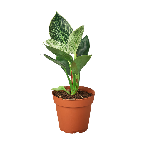 Philodendron 'Birkin' Live Indoor Plant (Philodendron), Easy Care Compact Foliage Houseplant for Home and Office Decor