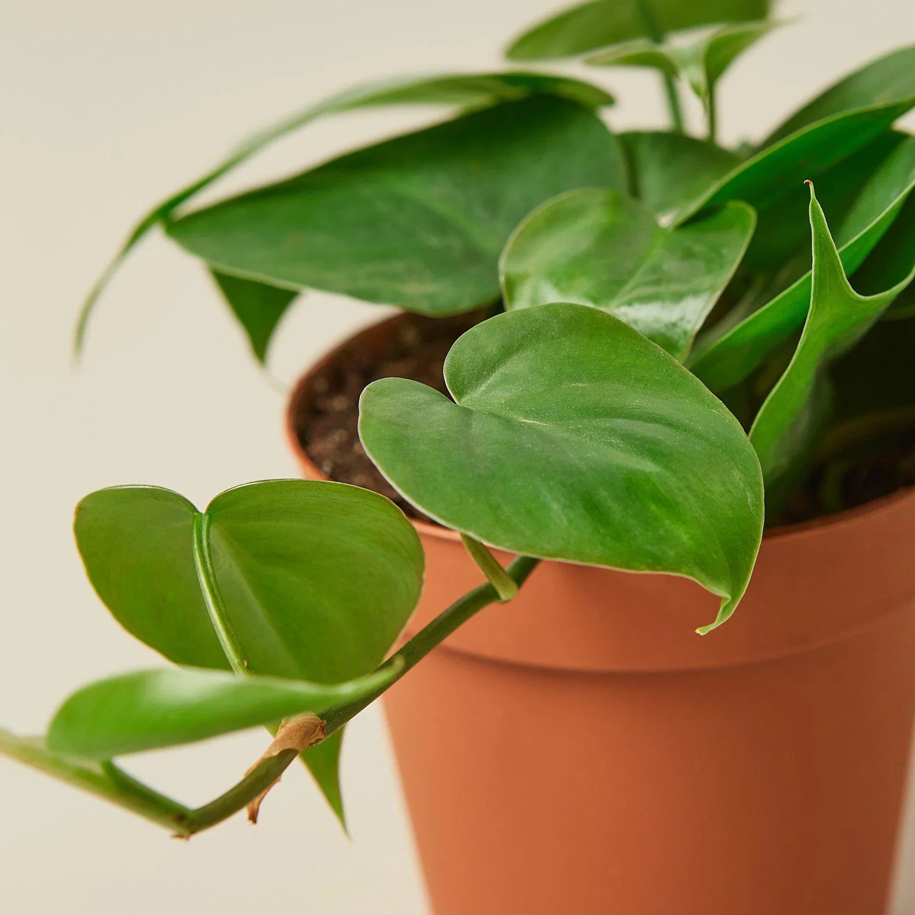 Heartleaf Philodendron Cordatum Live Indoor Plant (Philodendron hederaceum), Easy Care Trailing Houseplant for Home and Office Decor