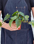 Heartleaf Philodendron Cordatum Live Indoor Plant (Philodendron hederaceum), Easy Care Trailing Houseplant for Home and Office Decor