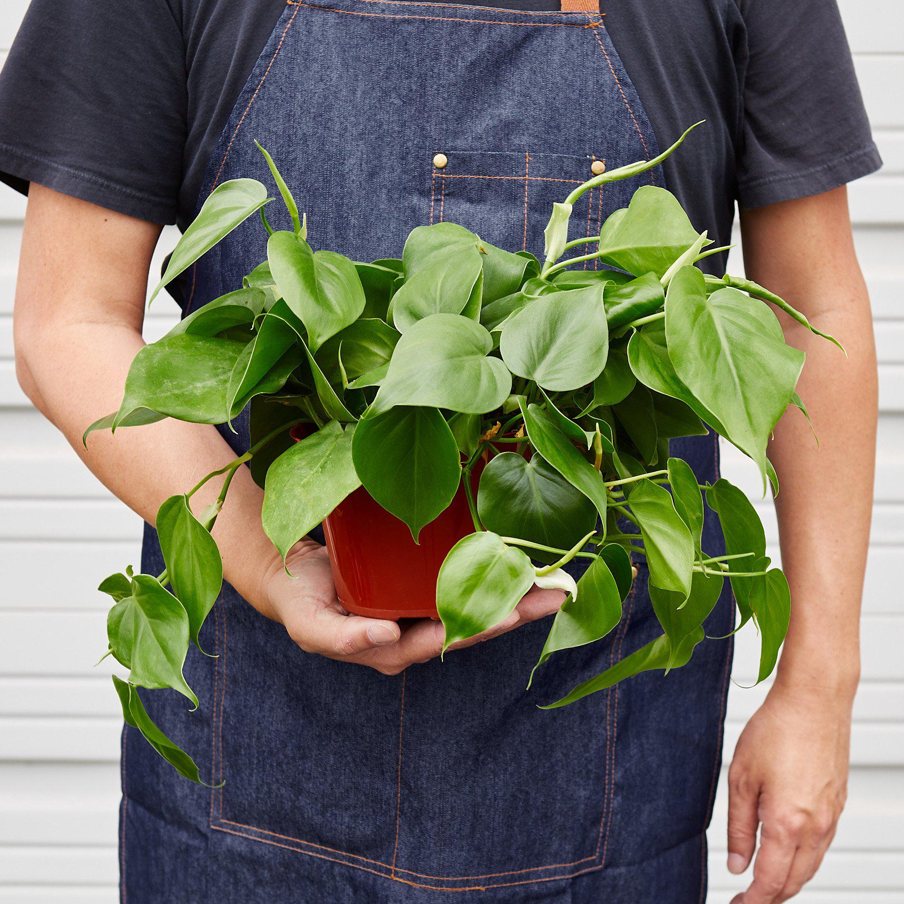 Heartleaf Philodendron Cordatum Live Indoor Plant (Philodendron hederaceum), Easy Care Trailing Houseplant for Home and Office Decor