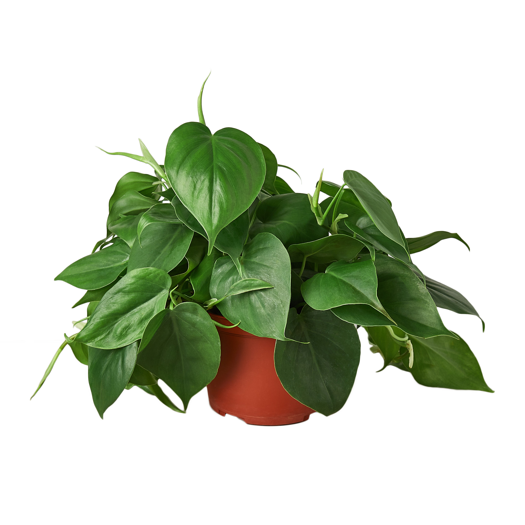 Heartleaf Philodendron Cordatum Live Indoor Plant (Philodendron hederaceum), Easy Care Trailing Houseplant for Home and Office Decor
