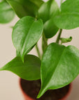 Philodendron Monstera 'Split-Leaf' - House Plant Shop