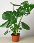 Philodendron Monstera Split-Leaf