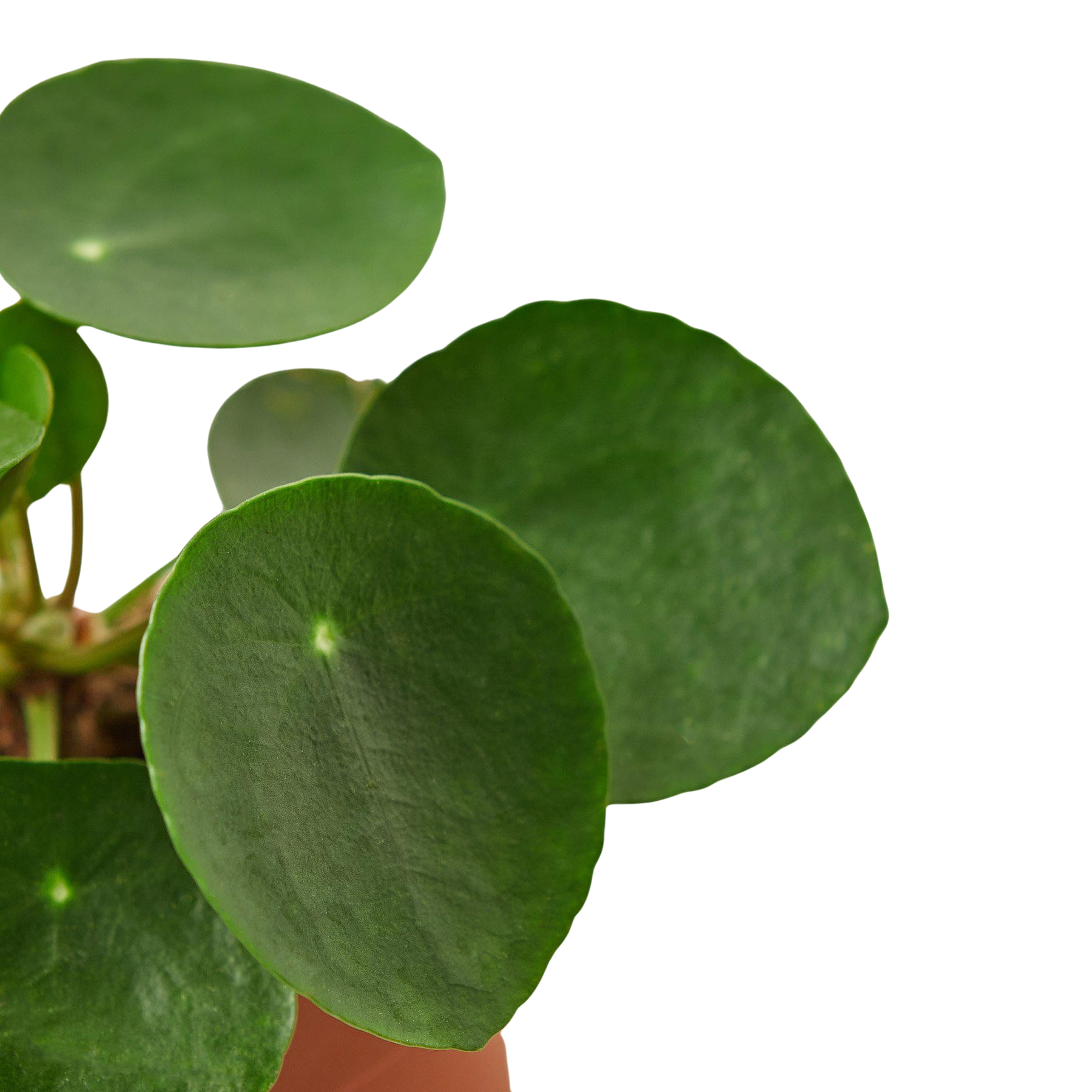 Pilea Peperomioides Chinese Money Plant Live Indoor Plant (Pilea peperomioides), Easy Care Houseplant for Home and Office Decor