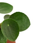 Pilea Peperomioides Chinese Money Plant Live Indoor Plant (Pilea peperomioides), Easy Care Houseplant for Home and Office Decor
