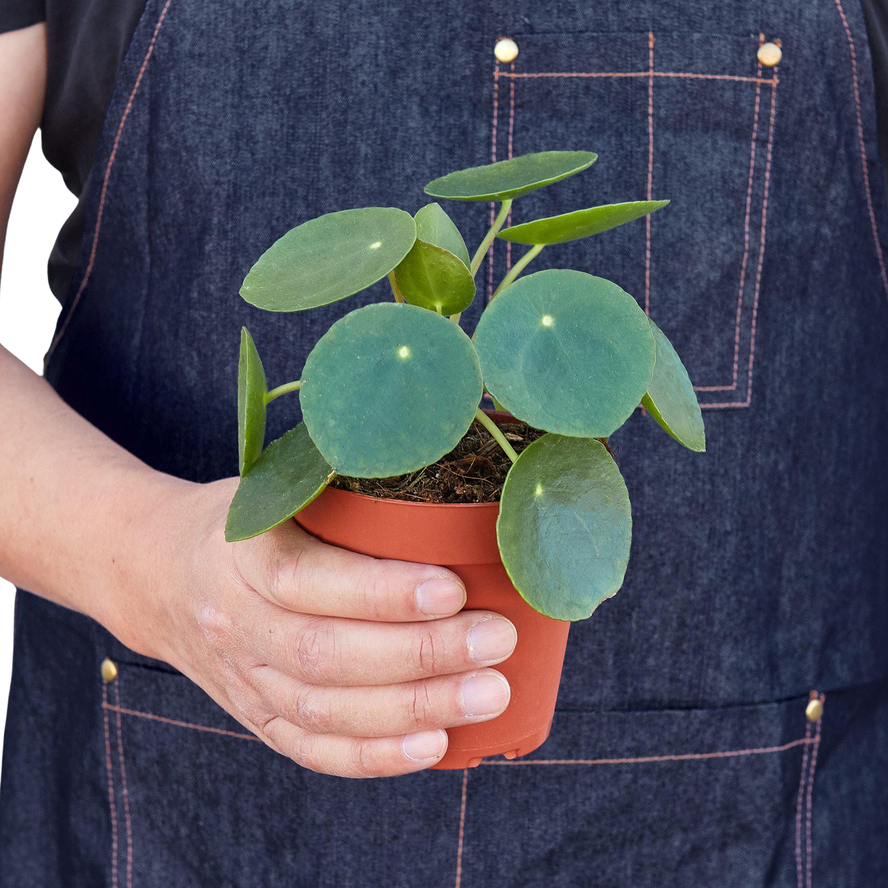 Pilea Peperomioides Chinese Money Plant Live Indoor Plant (Pilea peperomioides), Easy Care Houseplant for Home and Office Decor