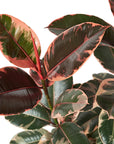 Ruby Pink Rubber Plant Live Indoor Plant (Ficus elastica), Easy Care Colorful Foliage Houseplant for Home and Office Decor